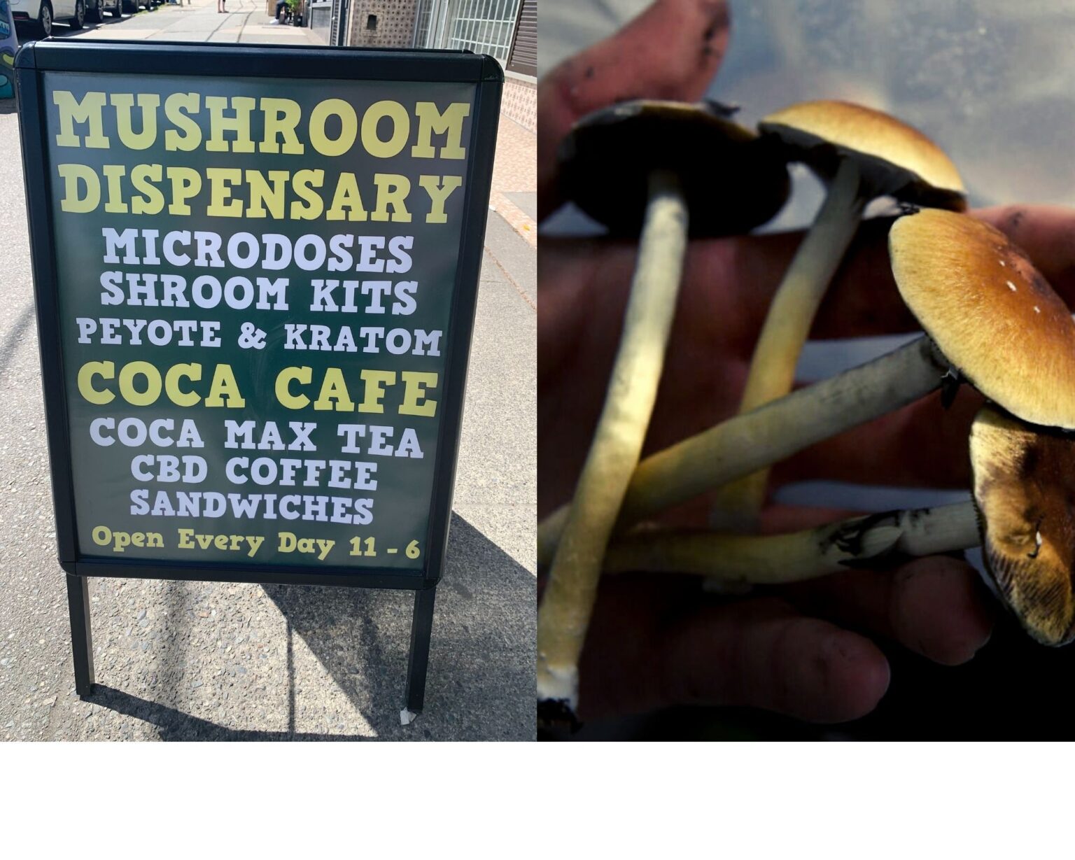 New Mushroom Dispensaries Get Well Shroom