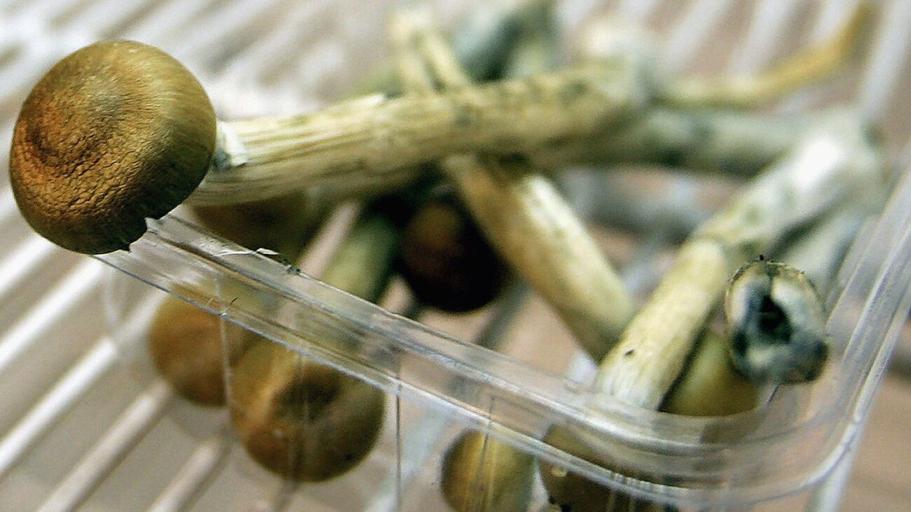 A picture of Magic Mushrooms in a dispensary in Escondido