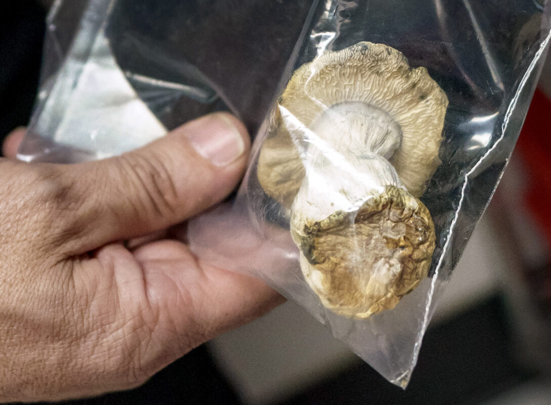 Man holding a bag of mushrooms at an Oceanside Mushroom Delivery service