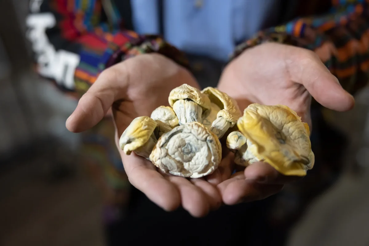 Mushrooms in human hands, showing Where to Get Shrooms