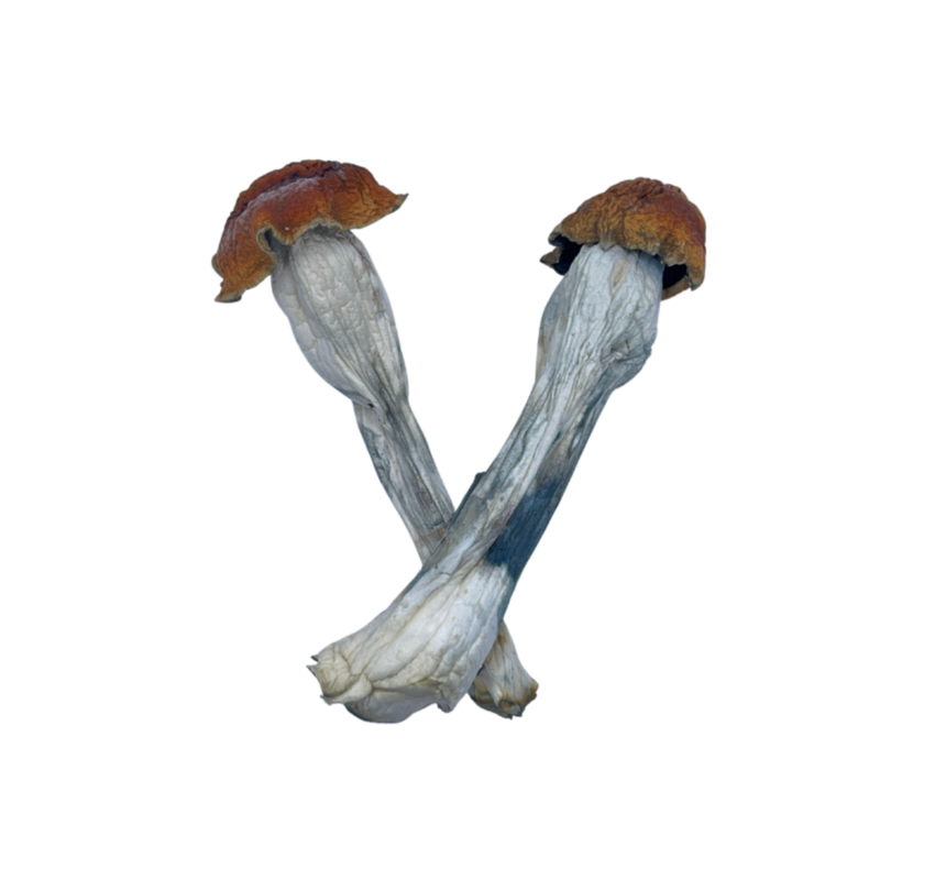 Picture of Shrooms, found Near New York