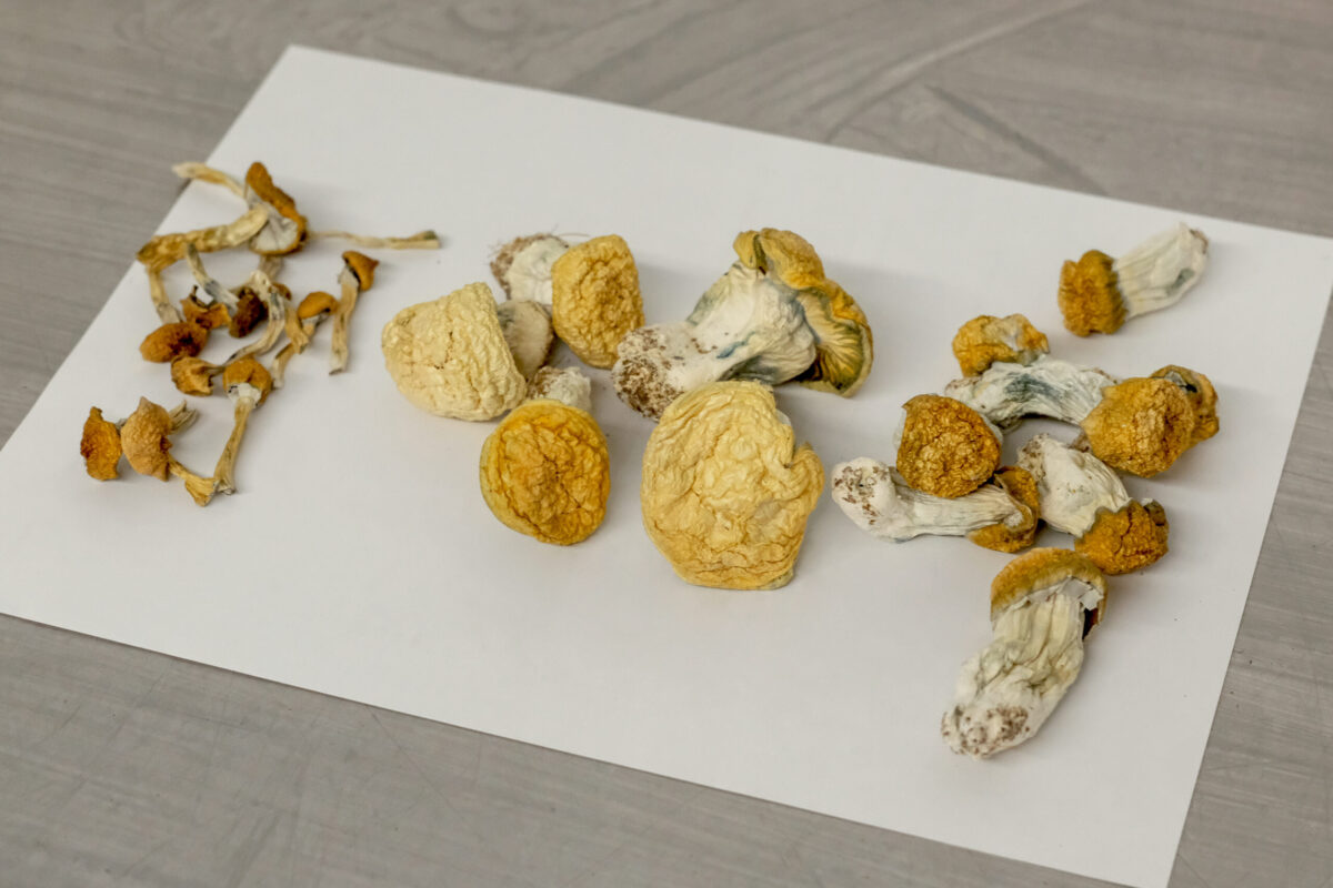 Shrooms in San Diego ready for Ordering