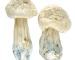 Albino-Penis-Envy-Magic-Mushroom