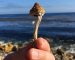 Man holding magic mushroom in San Diego, CA